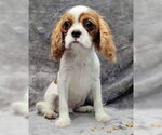 Small #1 Cavalier King Charles Spaniel