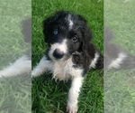 Small Photo #13 Aussiedoodle Puppy For Sale in DOWELLTOWN, TN, USA