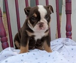 Small #2 English Bulldog