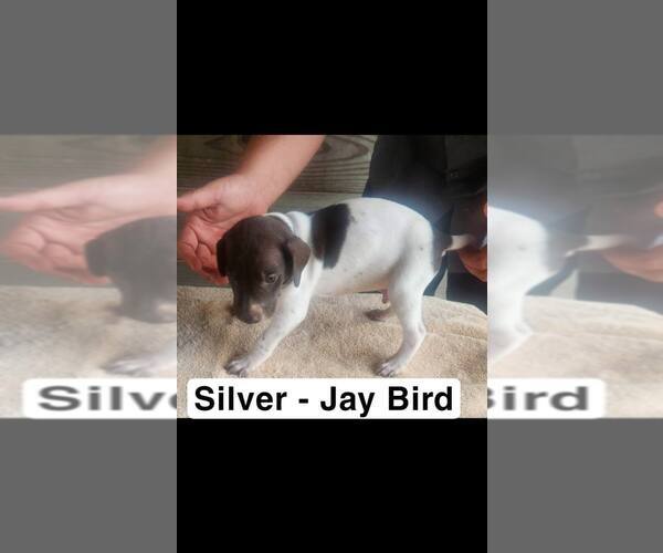 Medium Photo #4 German Shorthaired Pointer Puppy For Sale in EDENTON, NC, USA