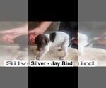 Small #2 German Shorthaired Pointer