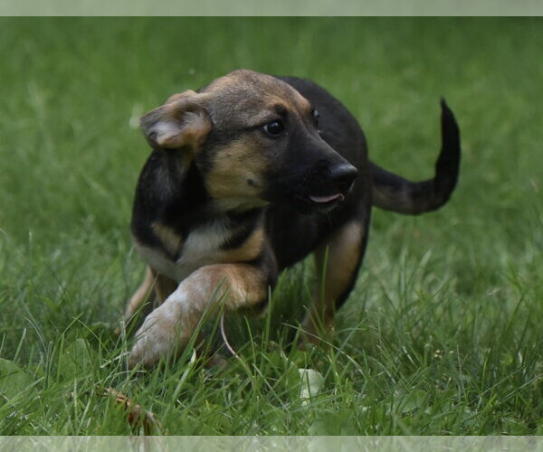 Medium Photo #6 Mutt Puppy For Sale in Mechanicsburg, PA, USA