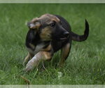 Small #5 Mutt
