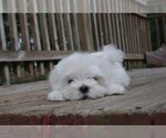 Small Photo #10 Maltese Puppy For Sale in SALEM, MO, USA