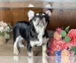 Small Photo #4 French Bulldog Puppy For Sale in CLOVIS, CA, USA
