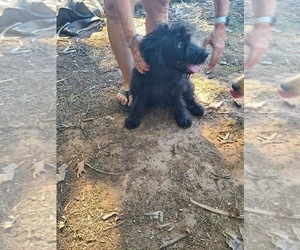 Medium Aussiedoodle