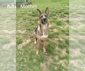 Mother of the German Shepherd Dog puppies born on 04/30/2025