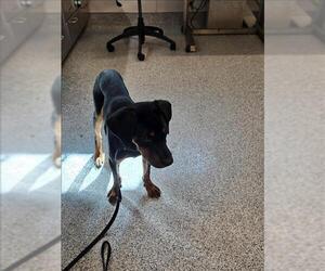 Beagle-Unknown Mix Dogs for adoption in Houston, TX, USA