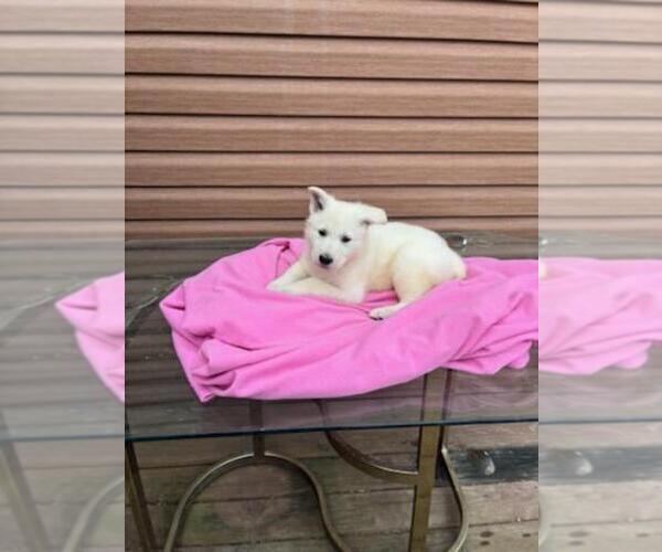 Medium Photo #7 German Shepherd Dog Puppy For Sale in GREENWOOD, WI, USA