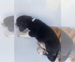 Small Labrador Retriever Mix