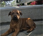 Small Photo #5 Irish Terrier Puppy For Sale in WATERLOO, NY, USA
