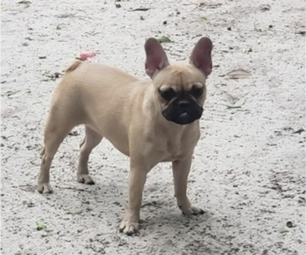 Medium Photo #1 French Bulldog Puppy For Sale in AIKEN, SC, USA