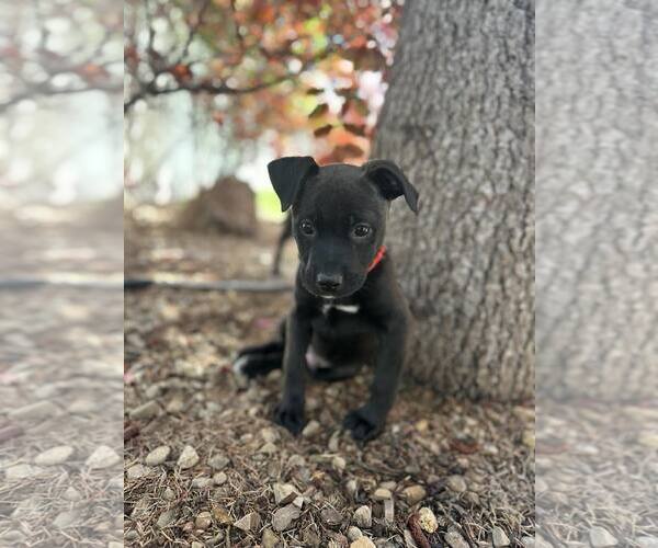 Medium Photo #4 Mutt Puppy For Sale in Sandy, UT, USA