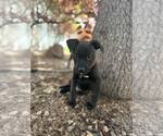Small #3 Mutt