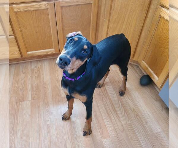 Medium Photo #8 Doberman Pinscher Puppy For Sale in Minneaoplis, MN, USA