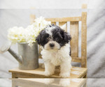 Puppy Gia Shih-Poo