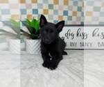 Small #1 German Shepherd Dog