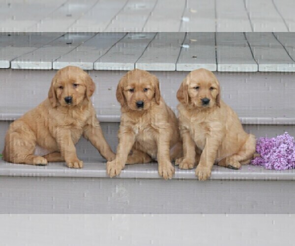 Medium Photo #1 Golden Retriever Puppy For Sale in STANLEY, WI, USA