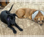 Small #10 Labrador Retriever Mix