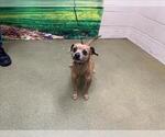 Small Chihuahua Mix