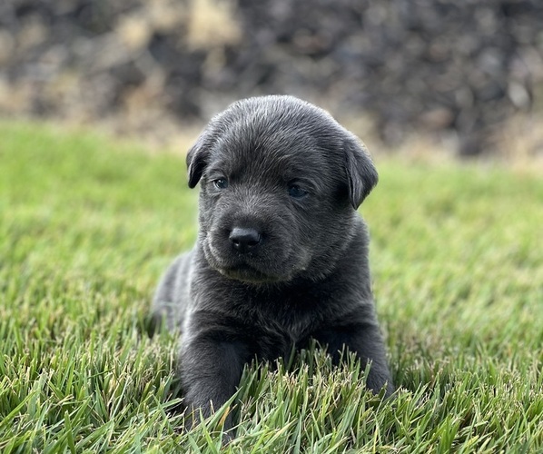 Medium Photo #1 Labrador Retriever Puppy For Sale in LIBERTY, SC, USA