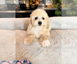 Small Photo #4 Maltipoo Puppy For Sale in GREENWOOD, IN, USA