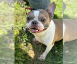 Father of the Boston Terrier puppies born on 07/26/2026
