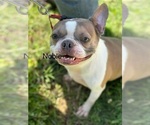 Small Photo #1 Boston Terrier Puppy For Sale in FREDONIA, KS, USA