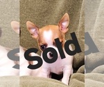 Puppy Eva Chihuahua