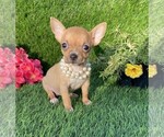 Small Chihuahua