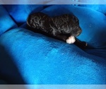 Small Photo #1 Bernedoodle Puppy For Sale in LEETONIA, OH, USA