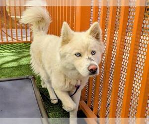 Siberian Husky-Unknown Mix Dogs for adoption in Las Vegas, NV, USA