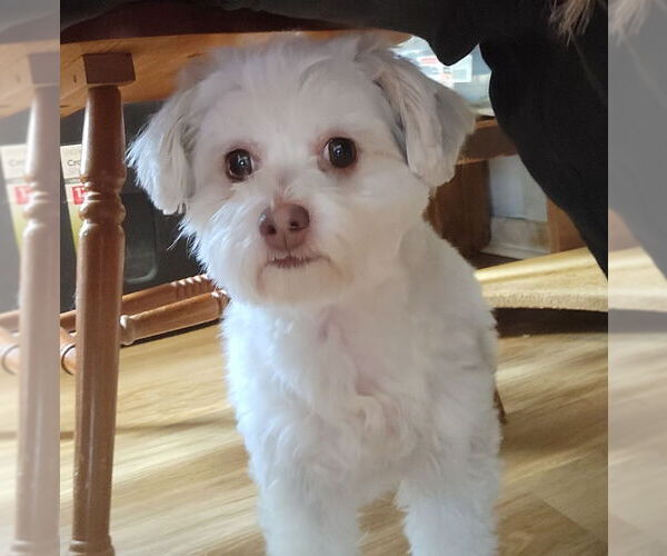 Medium Photo #1 Maltese-Unknown Mix Puppy For Sale in Rocky Mount, NC, USA