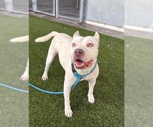 Boxer-Unknown Mix Dogs for adoption in Baytown, TX, USA