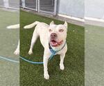 MARLEY - Male Boxer-Unknown Mix Dog for Adoption - Small photo