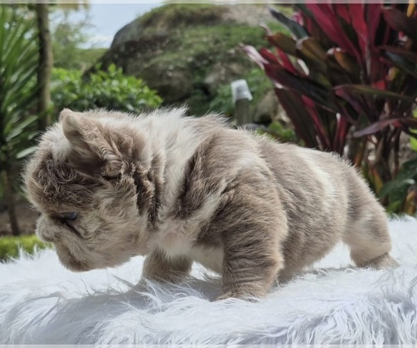 Medium Photo #4 French Bulldog Puppy For Sale in SAN DIEGO, CA, USA