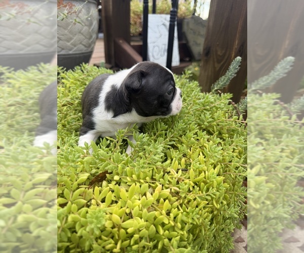 Medium Photo #4 Boston Terrier Puppy For Sale in FREDONIA, KS, USA