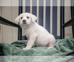 Puppy Grizzly Great Pyrenees