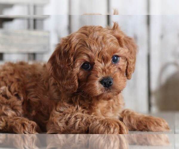 View Ad: Cavapoo Puppy for Sale near Ohio, MOUNT VERNON ...