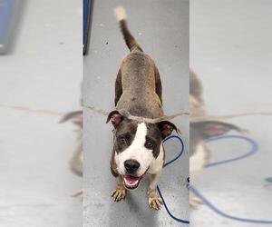 American Pit Bull Terrier Dogs for adoption in Peoria, IL, USA