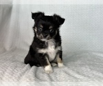Small Photo #9 Chihuahua Puppy For Sale in BEAUMONT, TX, USA