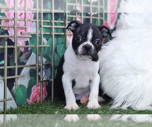 Boston Terrier Puppy for sale in MARIETTA, GA, USA