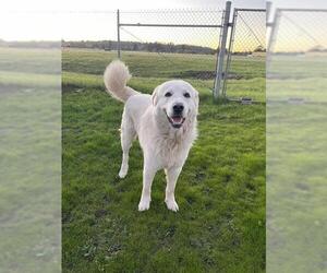 Great Pyrenees Dogs for adoption in Santa Cruz, CA, USA