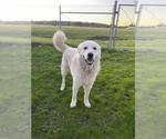 Small Great Pyrenees