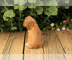 Small Photo #18 Cocker Spaniel Puppy For Sale in NAPPANEE, IN, USA