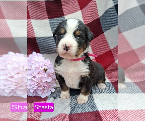 Medium Photo #1 Bernese Mountain Dog Puppy For Sale in STANLEY, WI, USA