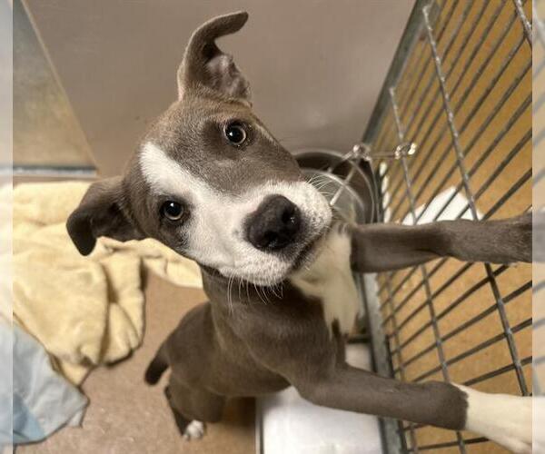 Medium Photo #1 Mutt Puppy For Sale in Martinez, CA, USA