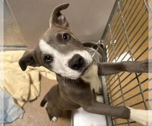 Mutt Dogs for adoption in Martinez, CA, USA