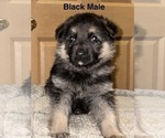 Small #9 German Shepherd Dog