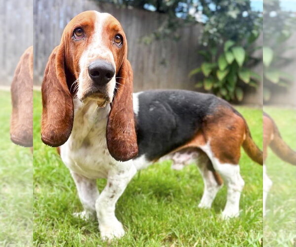 Medium Photo #1 Basset Hound Puppy For Sale in Deepwater, NJ, USA